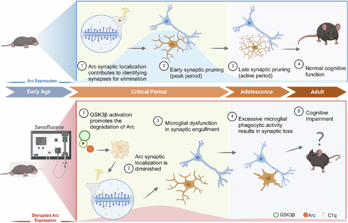 Sevoflurane-induced disruption of critical period Arc signaling drives aberrant microglial synaptic pruning and cognitive deficits