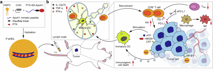 Paclitaxel prodrug loaded high-density lipoprotein nanoparticles for chemoimmunotherapy of triple-negative breast cancer