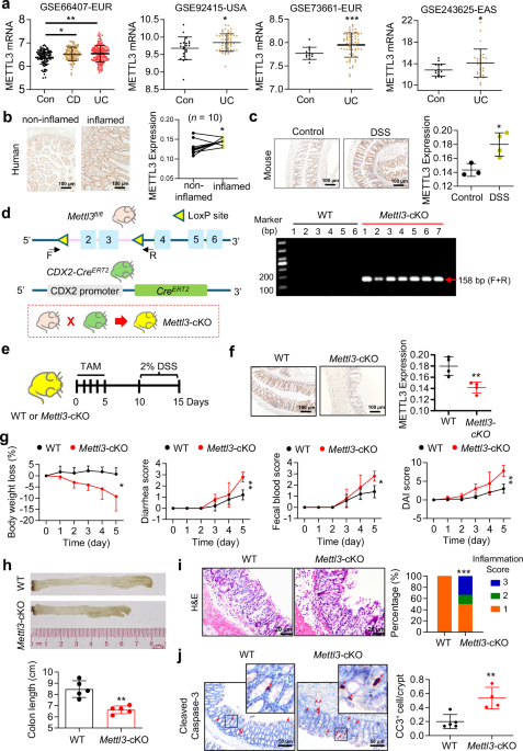 METTL3 loss exacerbates colitis via m6A-dependent Slc39a8 regulation and epithelial lineage depletion