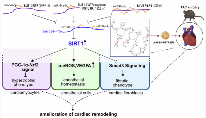S1UTRSP5, a short restructured RNA from SLIT1 3′UTR, mitigates mouse cardiac remodeling via enhancing SlRT1 activity