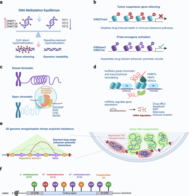 Epigenetic plasticity in cancer drug resistance: mechanistic insights and strategies for therapeutic intervention