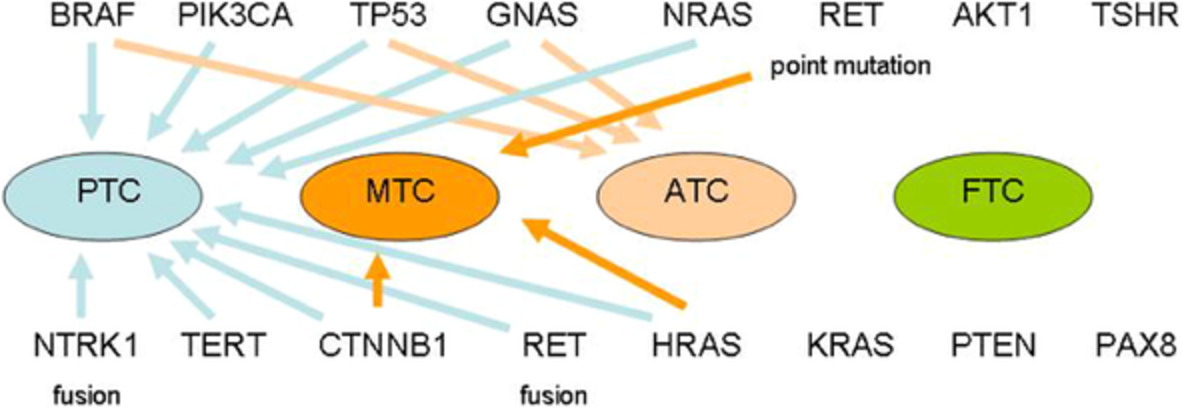 Association between mutation profiles and clinicopathological features in Chinese patients with thyroid cancer