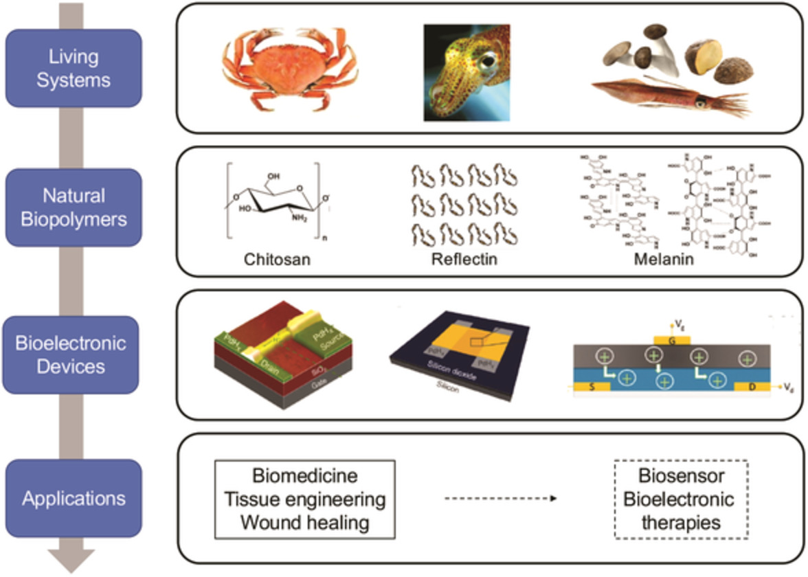 Natural biopolymers as proton conductors in bioelectronics
