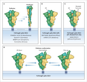 Spike D614G — A Candidate Vaccine Antigen Against Covid-19