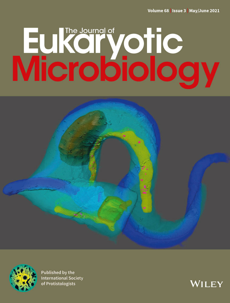 The Long‐time Orphan Protist Meringosphaera mediterranea Lohmann, 1902 [1903] is a Centrohelid Heliozoan