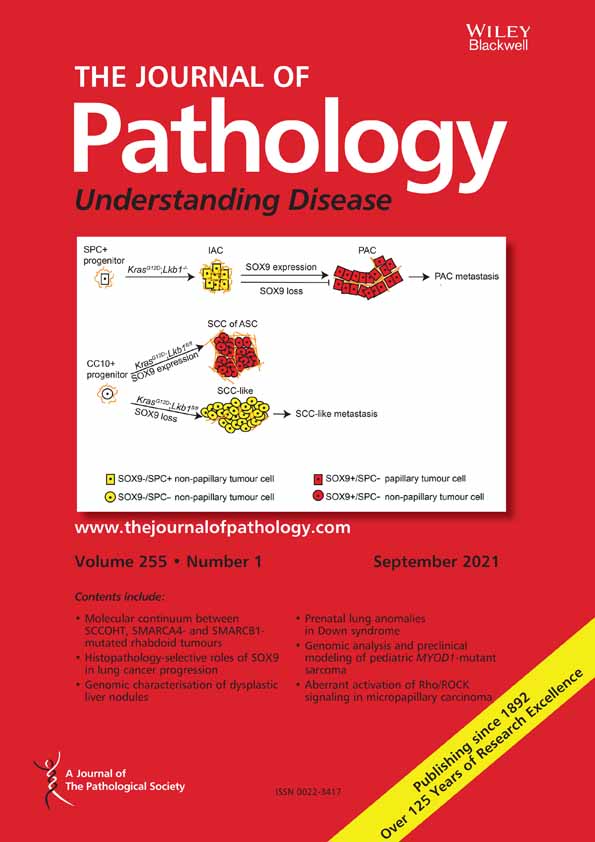 Mutation‐ and methylation‐profiles of ectopic and eutopic endometrial epithelium