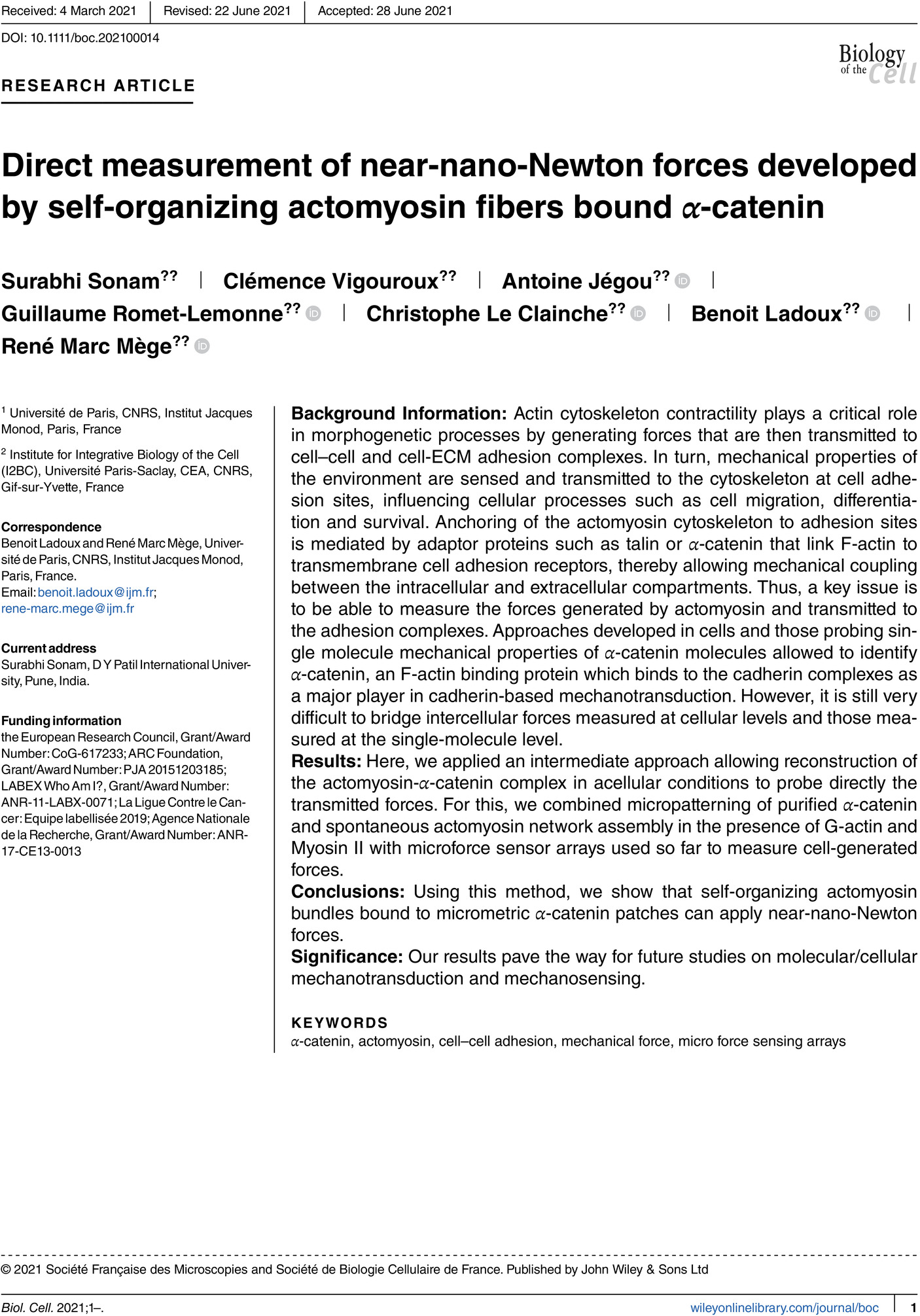 Direct measurement of near‐nano‐Newton forces developed by self‐organizing actomyosin fibers bound α‐catenin