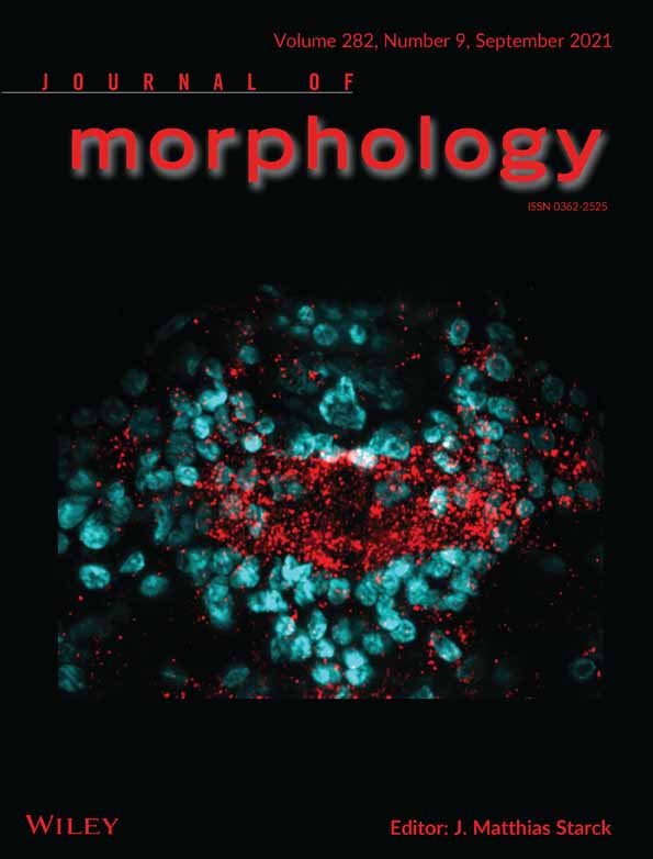 Anatomy and evolution of the head of Dorylus helvolus (Formicidae: Dorylinae): Patterns of sex‐ and caste‐limited traits in the sausagefly and the driver ant
