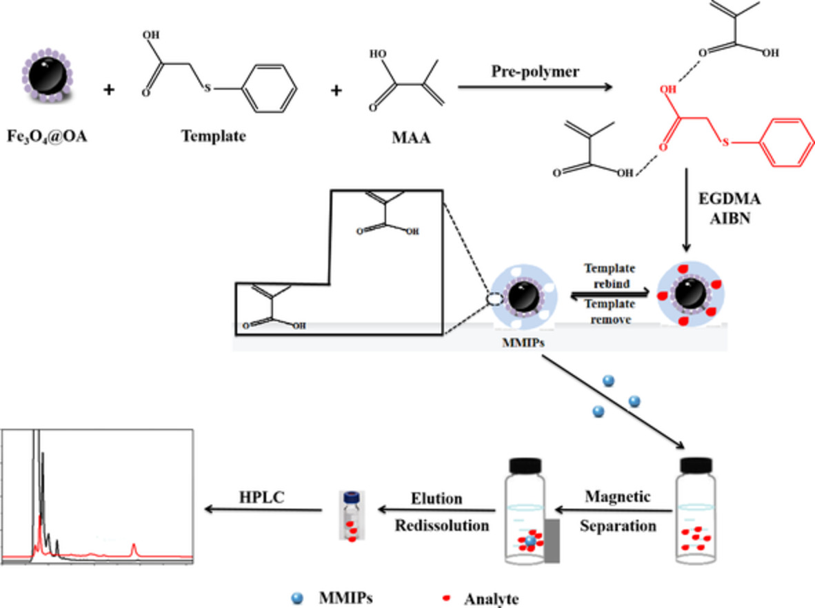 Magnetic molecularly imprinted polymers for extraction of S‐phenylmercapturic acid from urine samples followed by high‐performance liquid chromatography