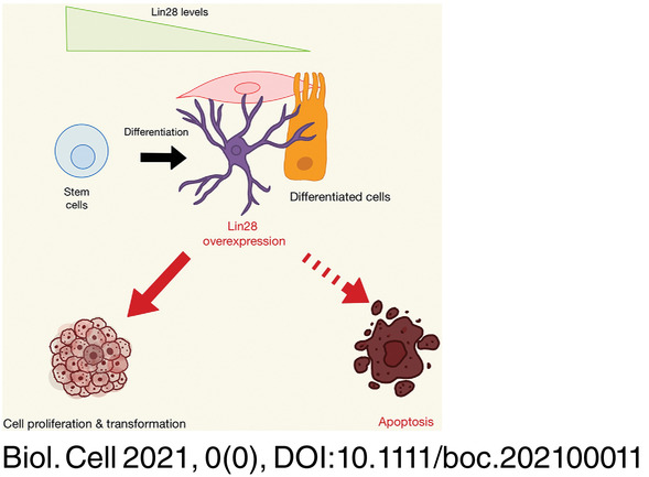 Apoptosis induction by the stem cell factor LIN28A