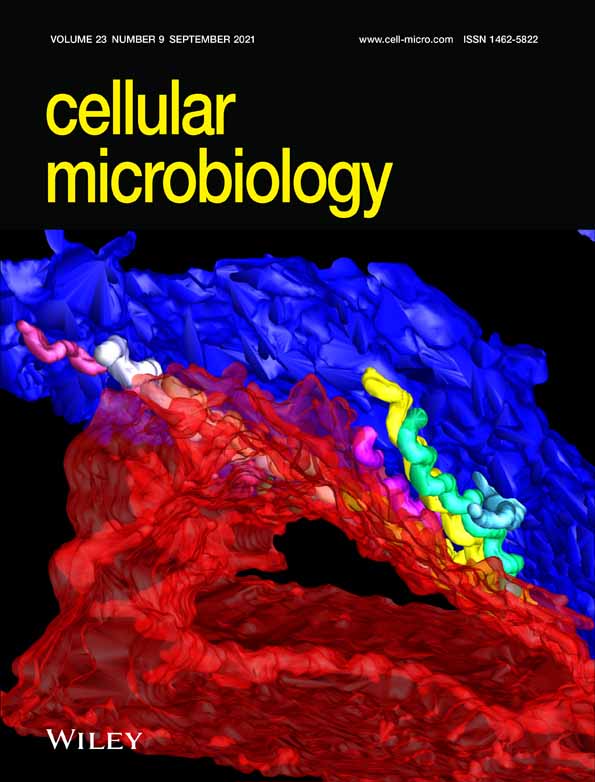 Blockade of endoplasmic reticulum stress‐induced cell death by Ureaplasma parvum vacuolating factor