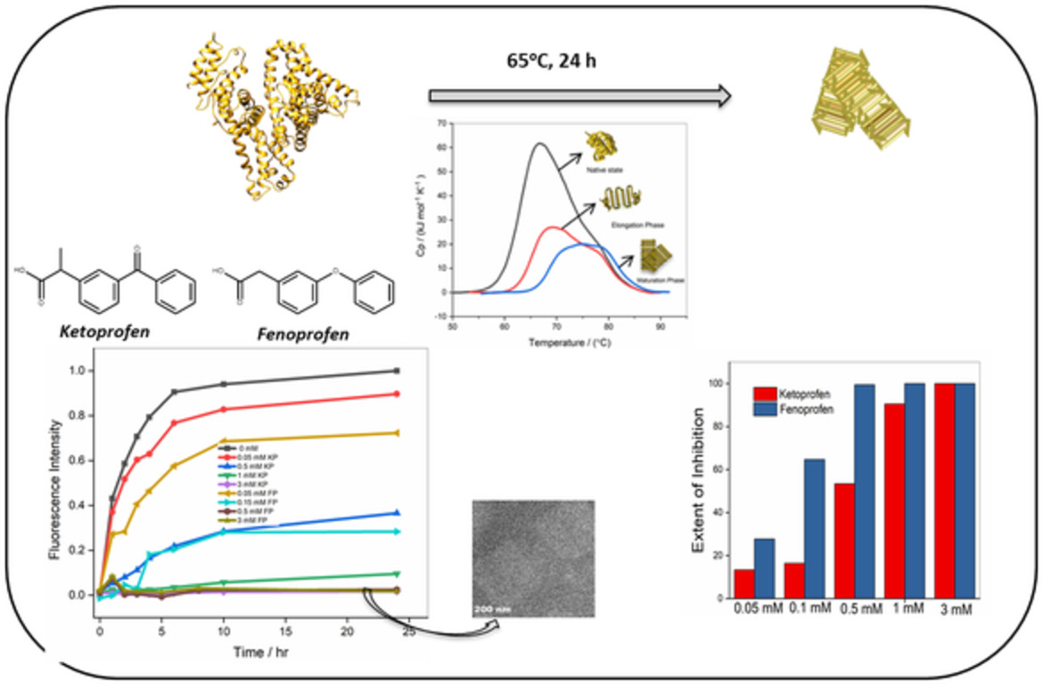 Unusual human serum albumin fibrillation inhibition by ketoprofen and fenoprofen: Mechanistic insights