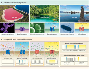 Optogenetics — The Might of Light