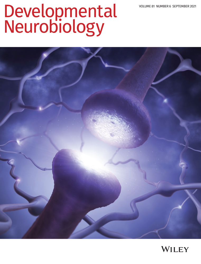 Postnatal myelination of the immature rat cingulum is regulated by GABAB receptor activity
