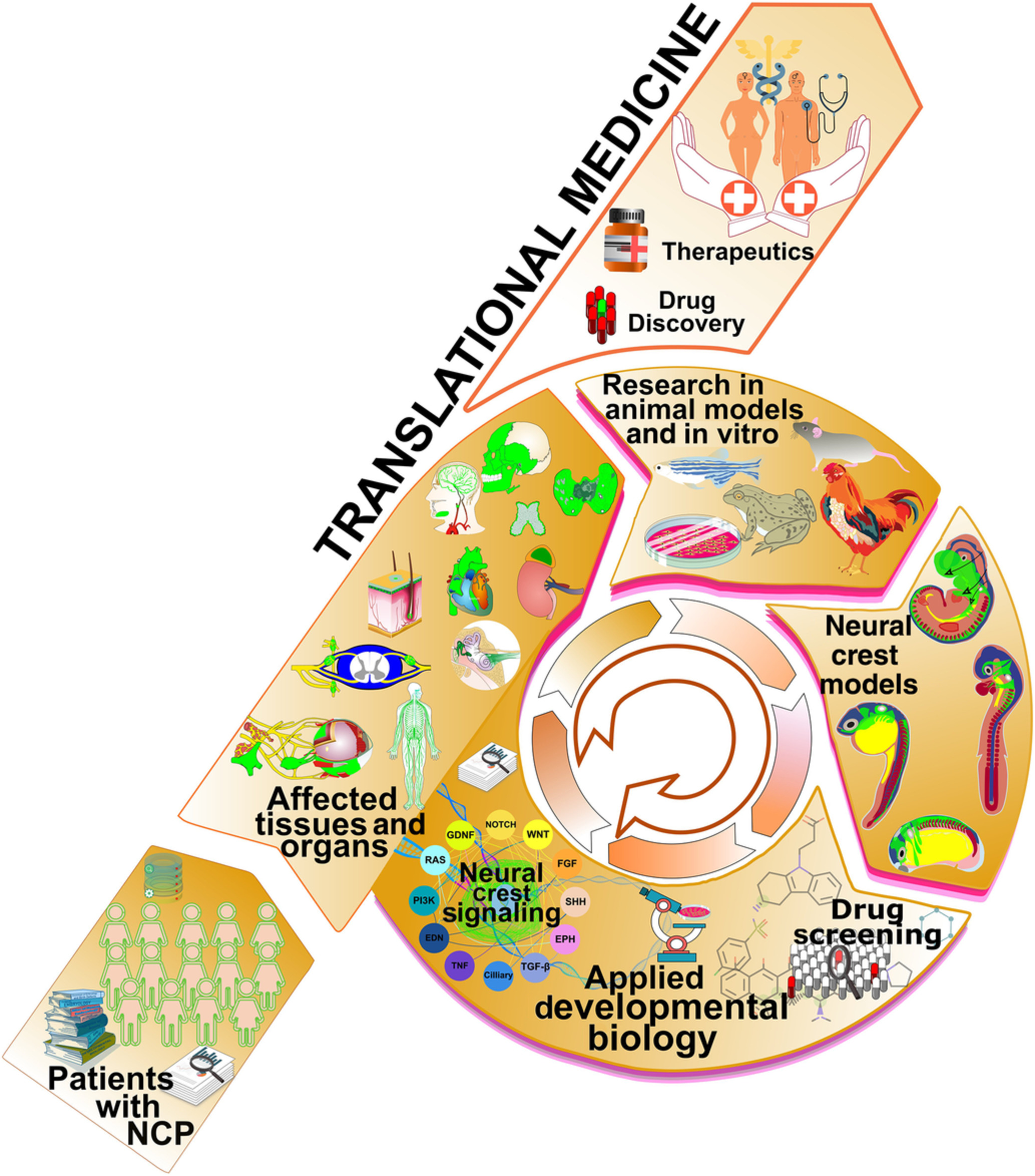 The crucial role of model systems in understanding the complexity of cell signaling in human neurocristopathies