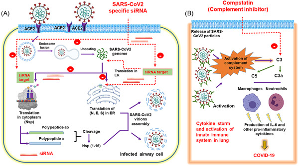 SARS‐CoV‐2 targeting by RNAi and host complement inhibition: A two‐pronged subterfuge for COVID‐19 treatment