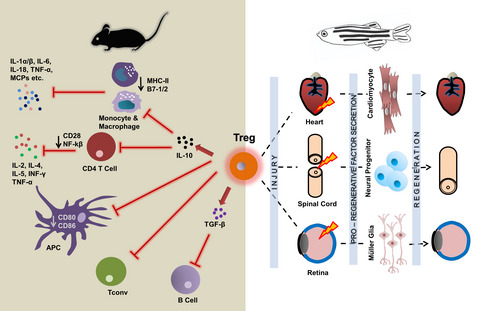 Decoding the proregenerative competence of regulatory T cells through complex tissue regeneration in zebrafish