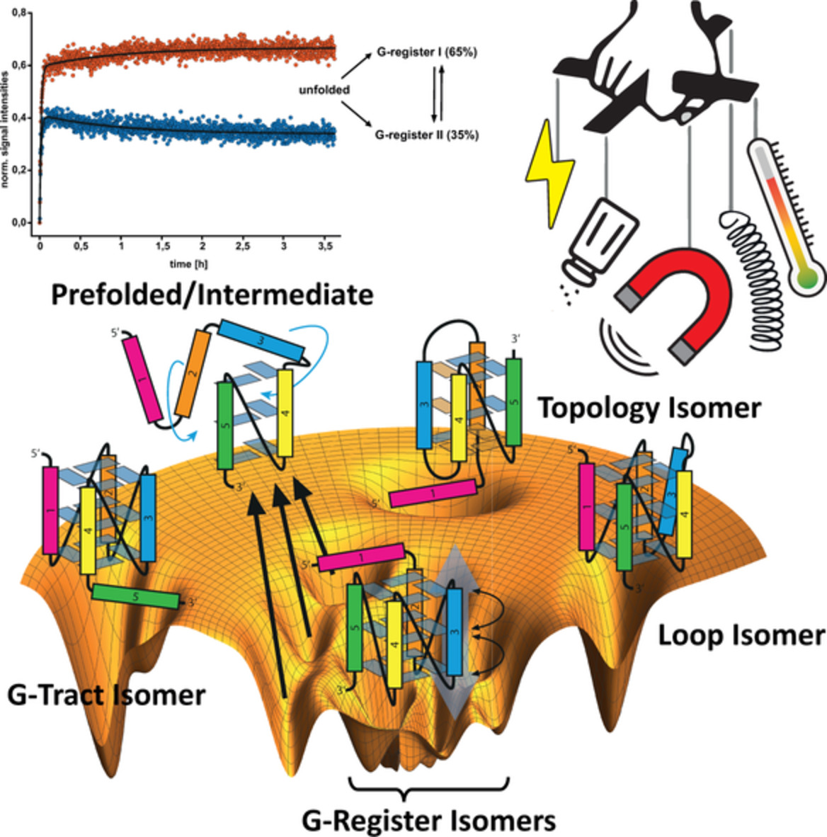 Folding dynamics of polymorphic G‐quadruplex structures