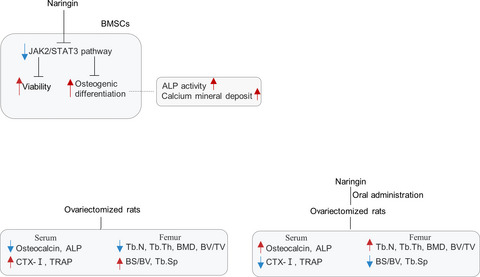 Naringin promotes osteogenesis and ameliorates osteoporosis development by targeting JAK2/STAT3 signalling