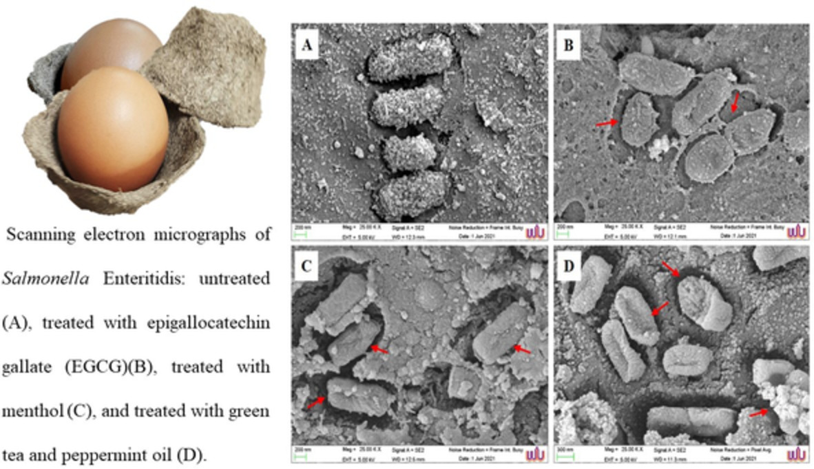 The combined effect of green tea and peppermint oil against pathogenic bacteria to extend the shelf life of eggs at ambient temperature and the mode of action