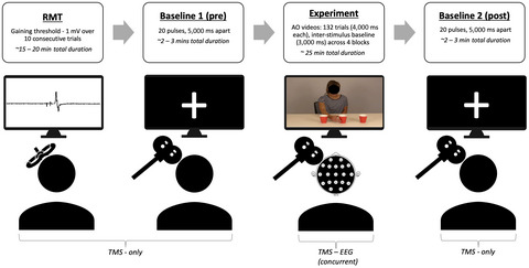 Is there a relationship between EEG and sTMS neurophysiological markers of the putative human mirror neuron system?