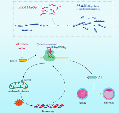 miR‐125a‐5p increases cellular DNA damage of aging males and perturbs stage‐specific embryo development via Rbm38‐p53 signaling