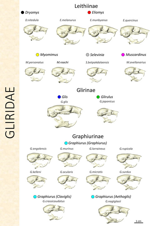 Comparative morphology of the dormouse skull and the influence of size and ecology