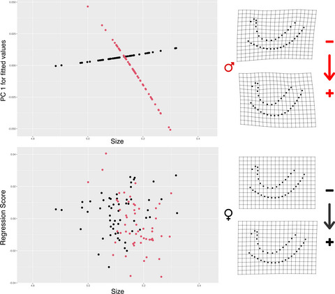 Sexual dimorphism in the first rib of Homo sapiens