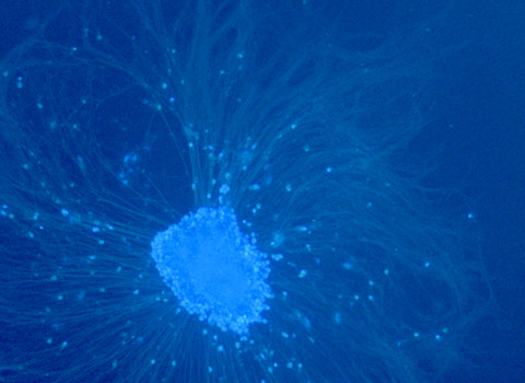 Hoechst 33342 as a marker for imaging neurites of Dorsal Root Ganglion in vitro