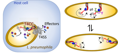 The proteins DotY and DotZ modulate the dynamics and localization of the type IVB coupling complex of Legionella pneumophila