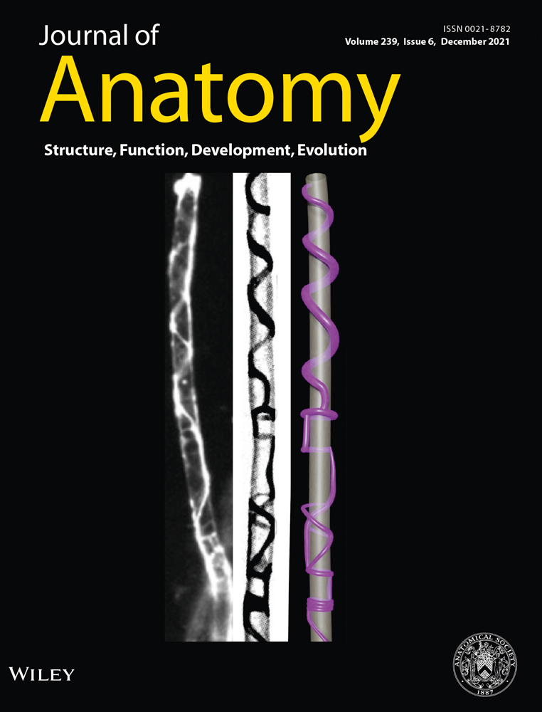 Anatomical Society Summer Meeting Glasgow 2021: Cutting Edge Anatomy