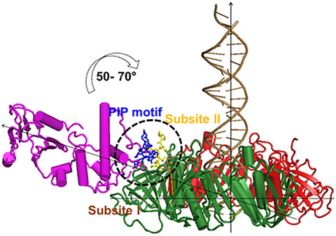Mycobacterium tuberculosis Endonuclease VIII 2 (Nei2) forms a pre‐replicative BER complex with DnaN: Identification, characterization, and disruption of complex formation