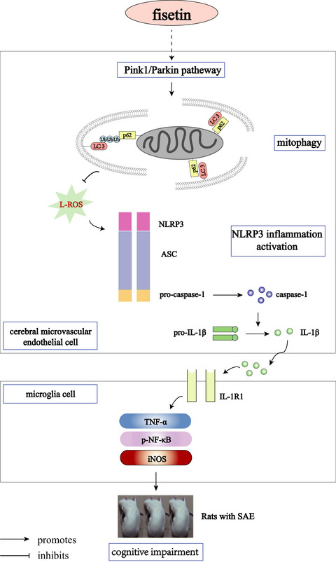 Fisetin ameliorates cognitive impairment by activating mitophagy and suppressing neuroinflammation in rats with sepsis‐associated encephalopathy