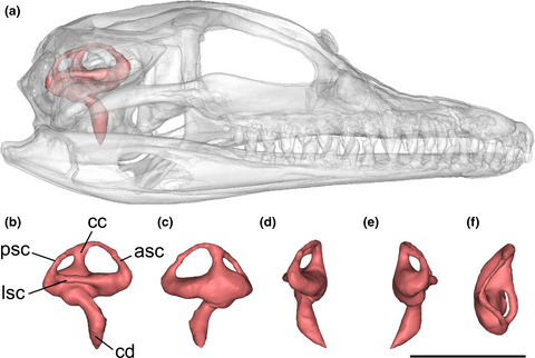 Ontogenetic variation in the crocodylian vestibular system