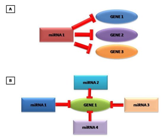 Cardiogenetics, Vol. 11, Pages 230-254: MicroRNAs: From Junk RNA to Life Regulators and Their Role in Cardiovascular Disease