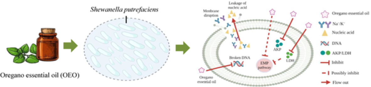 Antimicrobial activity and mechanism of oregano essential oil against Shewanella putrefaciens