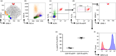 Development of novel reagents to chicken FLT3, XCR1 and CSF2R for the identification and characterization of avian conventional dendritic cells