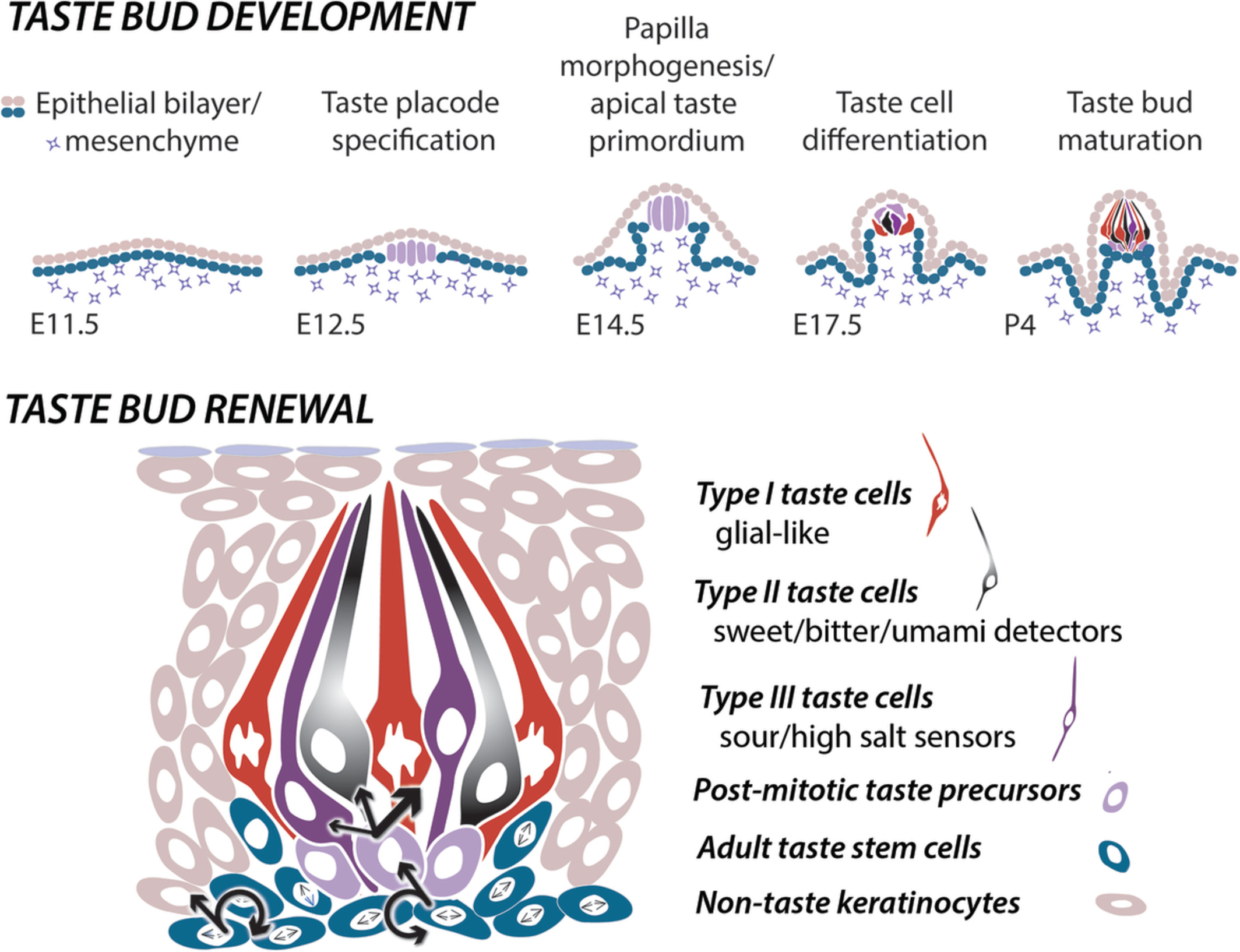 The sense of taste: Development, regeneration, and dysfunction