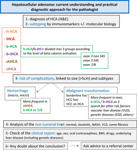 Hepatocellular Adenoma: What We Know, What We Do Not Know, and Why It Matters