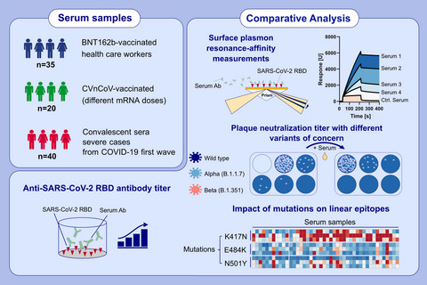 Analysis of BNT162b2‐ and CVnCoV‐elicited sera and of convalescent sera toward SARS‐CoV‐2 viruses