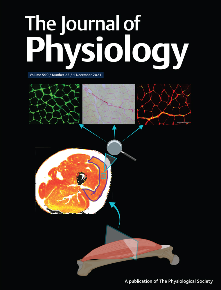Metformin in pregnancy: a re‐examination of its safety