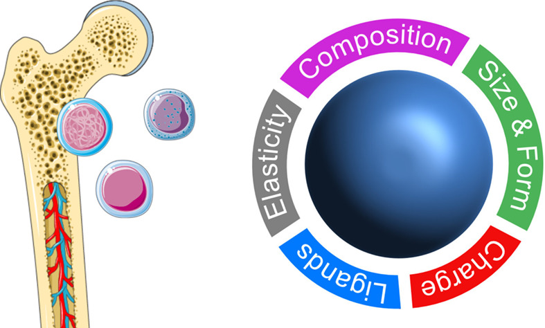 Embracing nanomaterials' interactions with the innate immune system