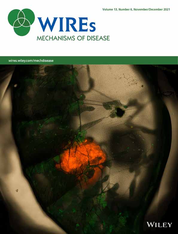 Computational anatomy and diffeomorphometry: A dynamical systems model of neuroanatomy in the soft condensed matter continuum
