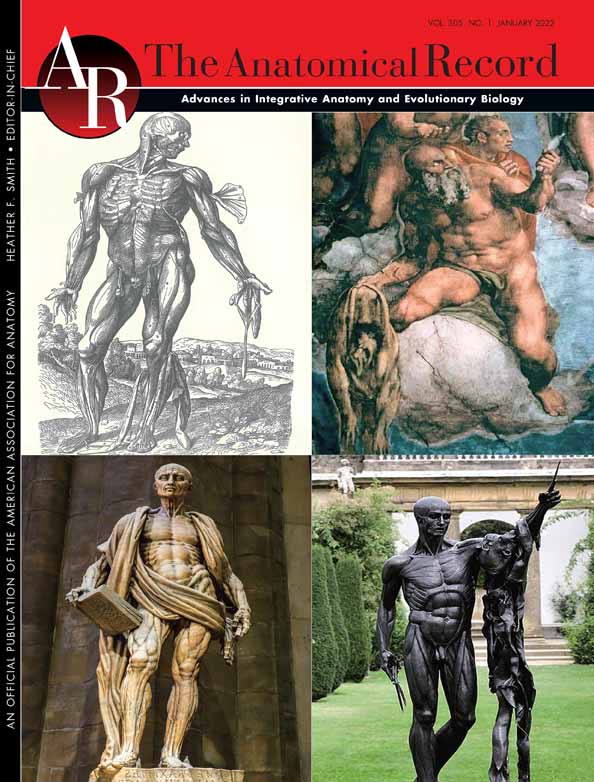 Scaling and relative size of the human, nonhuman ape, and baboon calcaneus