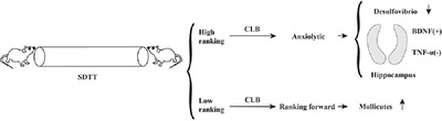 The combination of living Bifidobacterium, Lactobacillus, and Streptococcus improves social ranking and relieves anxiety‐like behaviors in competitive mice in a social dominance tube test