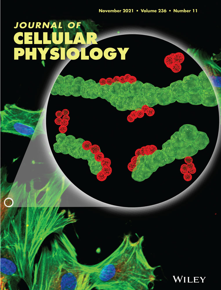 Is there an emerging role for IKs in aging‐related ventricular arrhythmias?