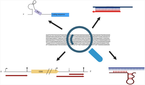 Challenges in defining the functional, non‐coding, expressed genome of members of the Mycobacterium tuberculosis complex
