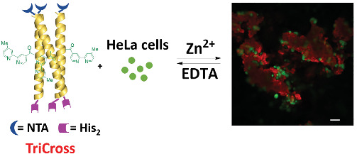 Reversible crosslinked assembly of a trimeric coiled‐coil peptide into a three‐dimensional matrix for cell encapsulation and release