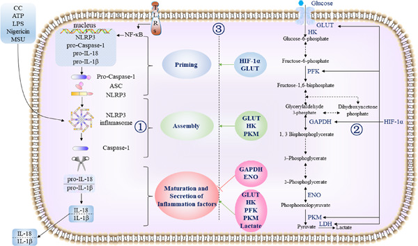 Interactions between NLRP3 inflammasome and glycolysis in macrophages: New insights into chronic inflammation pathogenesis
