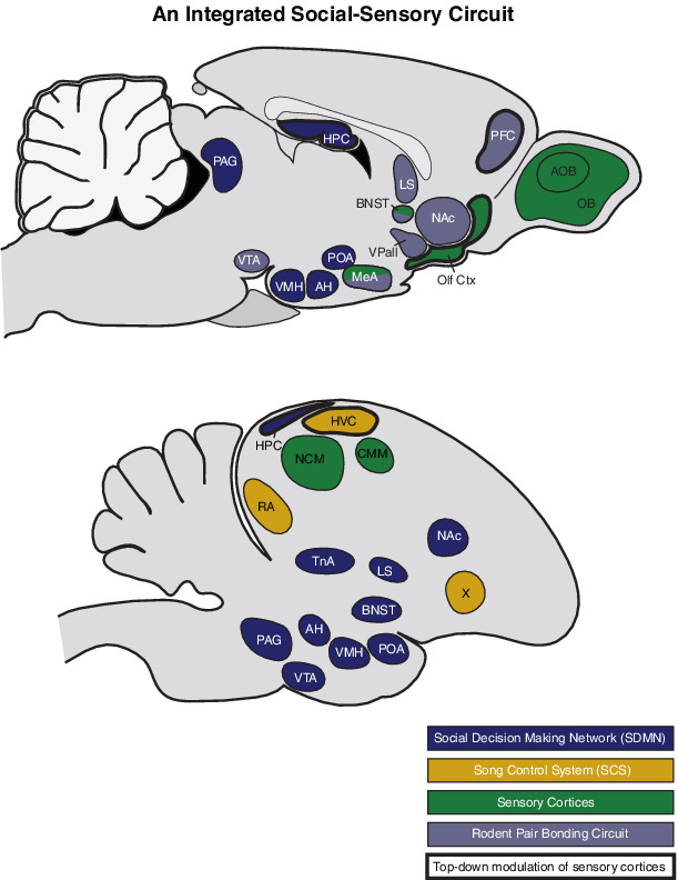 Reciprocal processes of sensory perception and social bonding: an integrated social‐sensory framework of social behavior